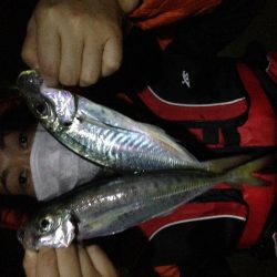 24cm~26cmのアジがHIT！！